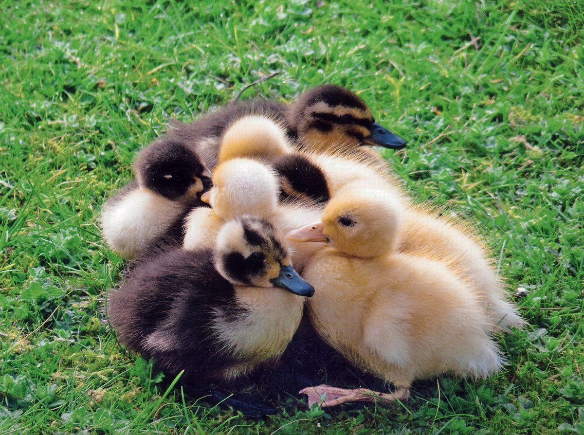 Third - Harvey Ketley